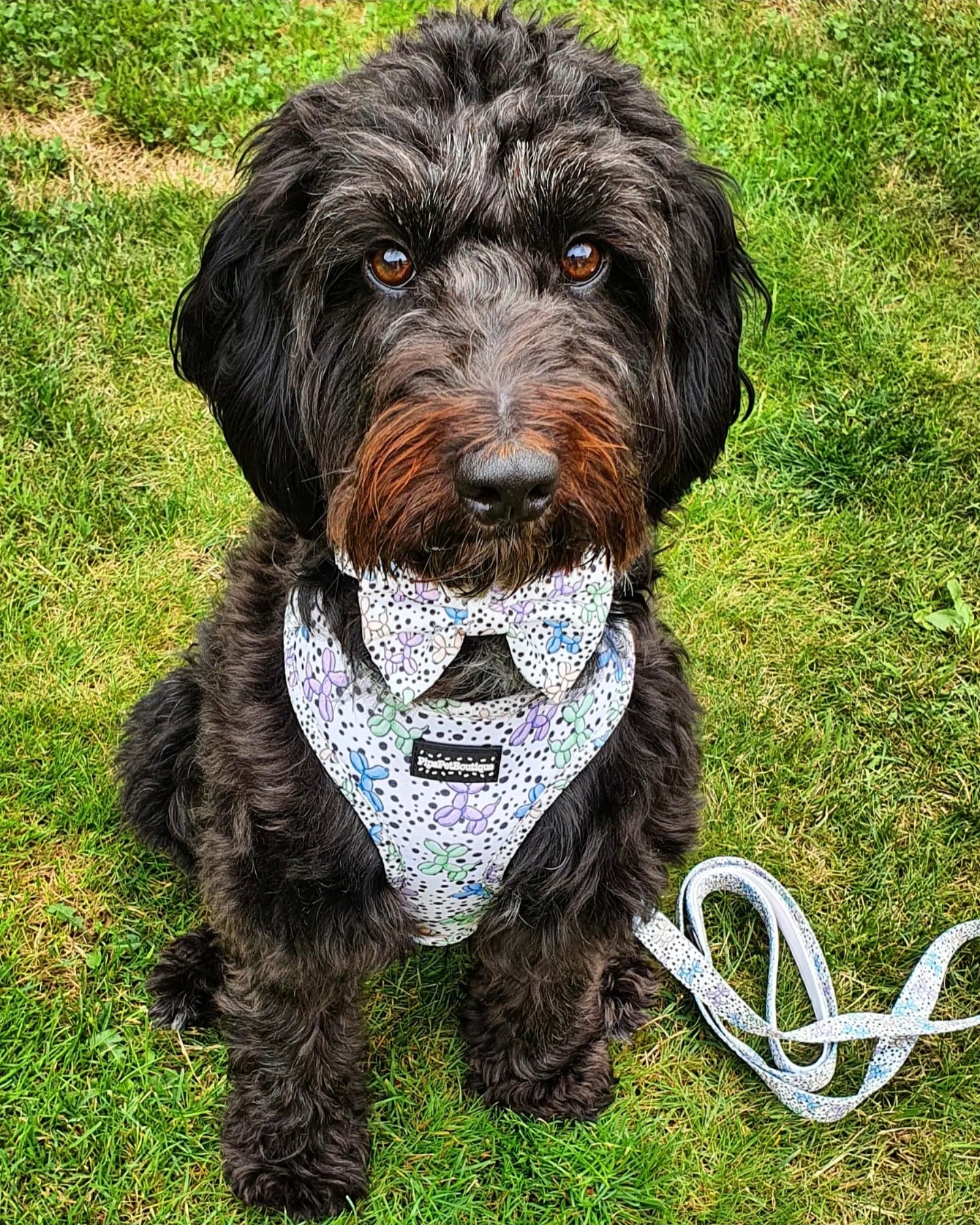 Valoin outlet bark collar